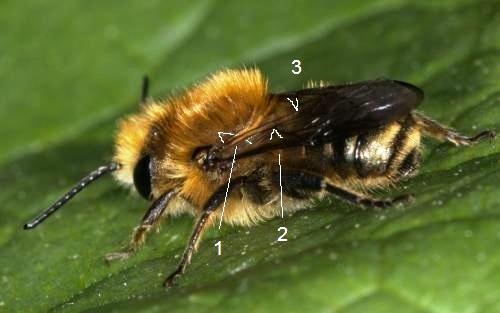 Osmia brevicornis